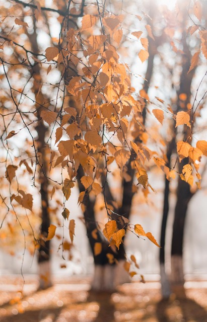 Autumn Leaves